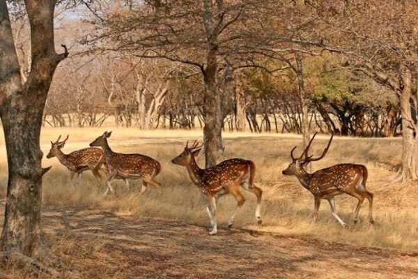 Desert-NAtional-Park.jpg Desert-NAtional-Park.jpg